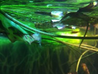 /album/fotogalerij/vervelling-garnaal-jpg/